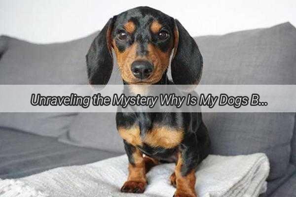 Unraveling the Mystery Why Is My Dogs Bottom Bleeding A Heartwarming Journey to Healing